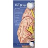 Illustrated Pocket Anatomy - Anatomy of the Brain Study Guide 2nd Edition