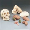 Miniature Skull With 8-part Brain