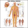 The Spinal Nerves Anatomical Chart