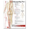 Understanding Pain Anatomical Chart